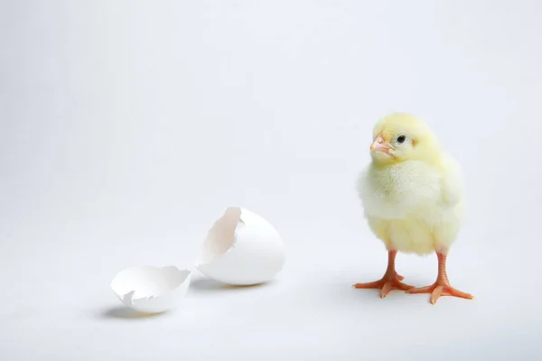 Jaune Nouveau Poussin Gros Plan Sur Fond Blanc — Photo