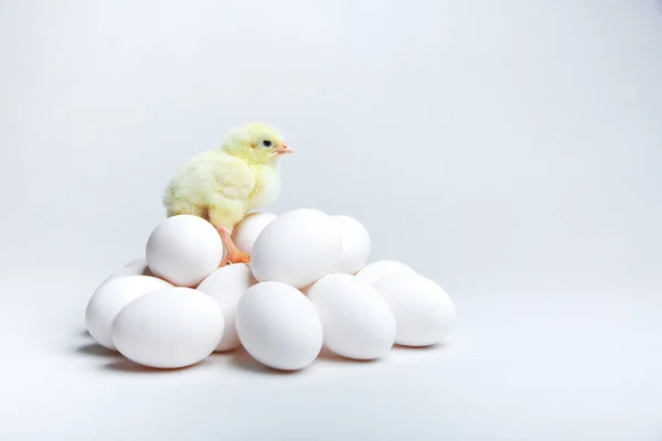 Geel Nieuw Geboren Chick Close Wit Achtergrond — Stockfoto