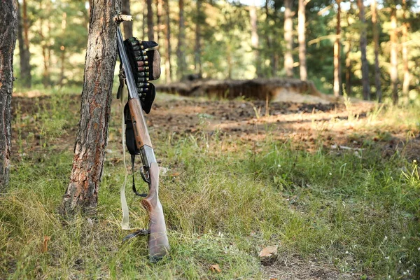 Стояча Мисливська Гвинтівка Набої Бандольєрі Біля Дерева Лісі — стокове фото