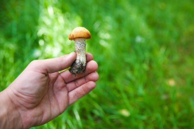 Mantar mantarı arka planda yakın çekim yapar.