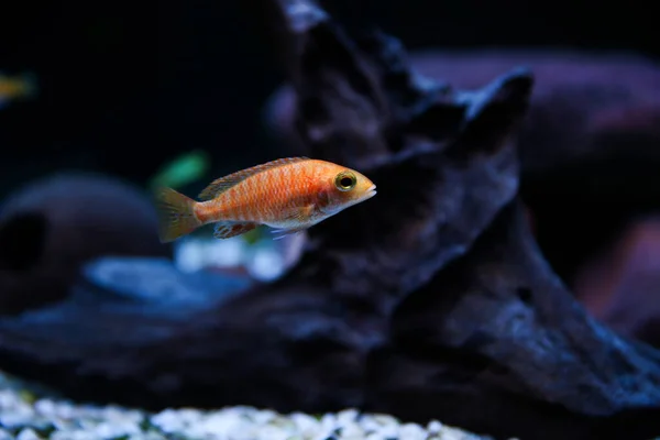 Backdrop Colorful Aquarium Fishes Dark Background — Stock Photo, Image