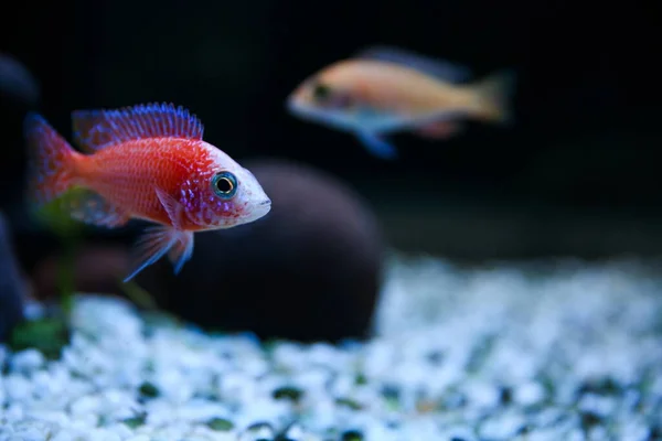 深色背景的彩色水族馆鱼背景 — 图库照片