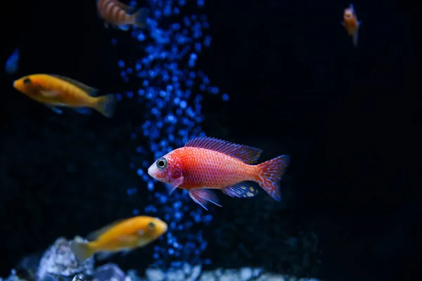 深色背景的彩色水族馆鱼背景 — 图库照片