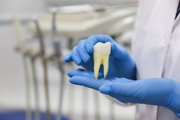 teeth care concept. dentist holds a big model of a human tooth 