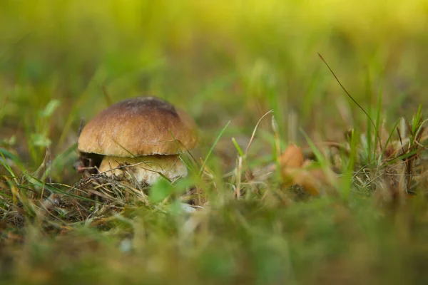 Grzyb Boletus Zbliżenie Tle Natury — Zdjęcie stockowe