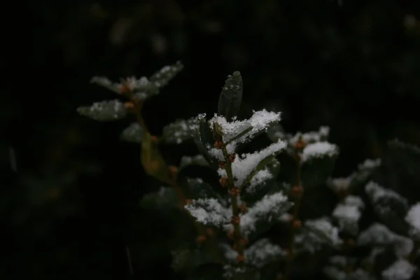 Kışın bir ağacın dalları