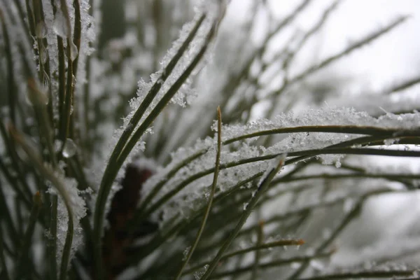 Kışın bir ağacın dalları