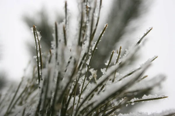 Las Ramas Del Árbol Invierno —  Fotos de Stock