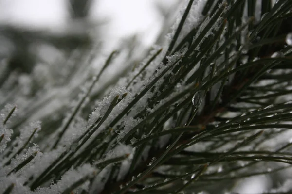 Äste Eines Baumes Winter — Stockfoto
