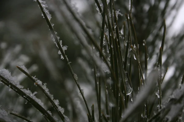 Ramos Uma Árvore Inverno — Fotografia de Stock