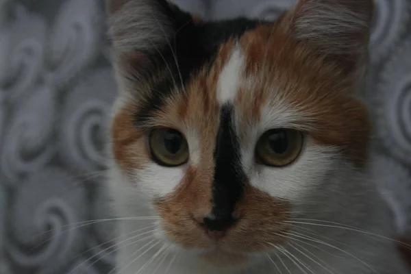 Gato Com Olhos Verdes — Fotografia de Stock