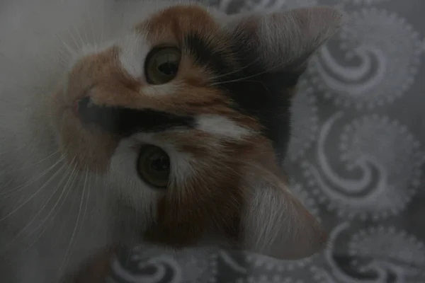 Кошка Зелеными Глазами — стоковое фото