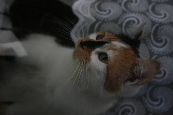 Gato Con Ojos Verdes — Foto de Stock