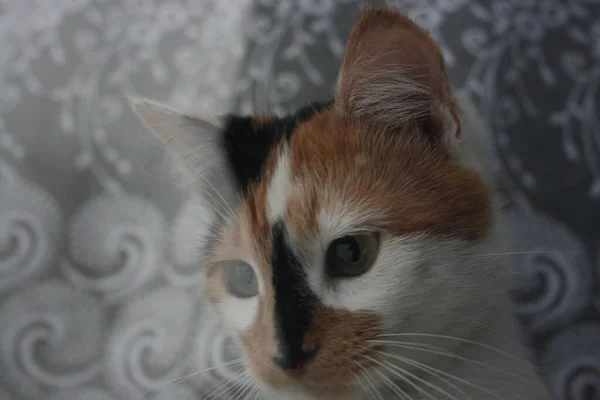 Кошка Зелеными Глазами — стоковое фото