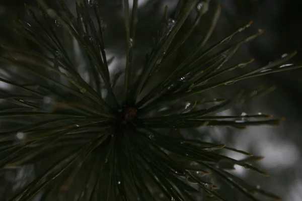 Kışın bir ağacın dalları