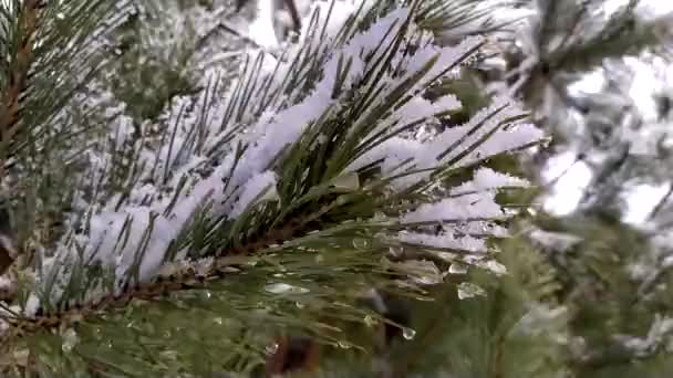 冬天树上的枝条 — 图库视频影像
