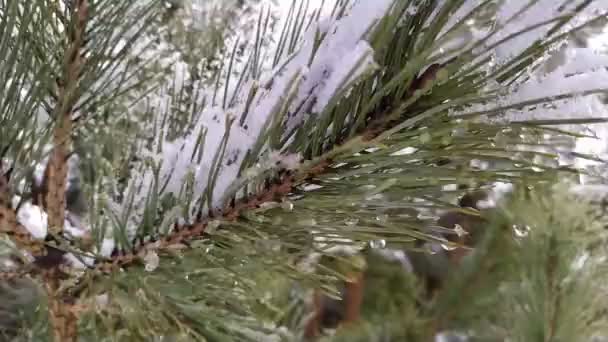 Ветви Дерева Зимой — стоковое видео