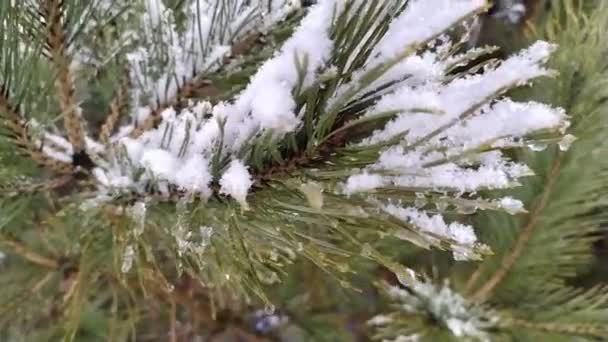 branches d'un arbre en hiver