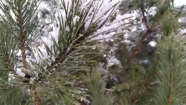 Branches Arbre Hiver — Video