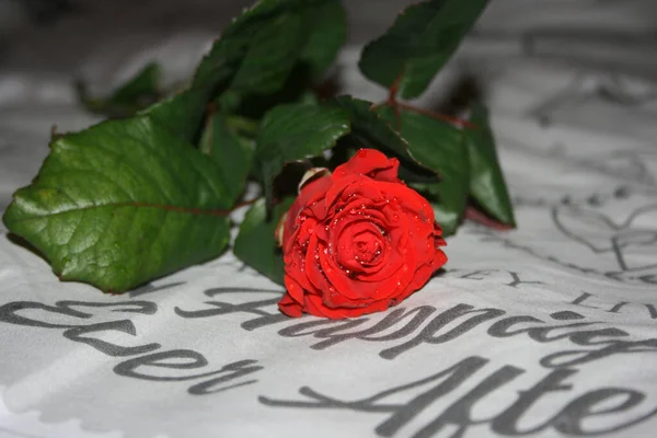 Una Rosa Roja Sobre Fondo Blanco —  Fotos de Stock