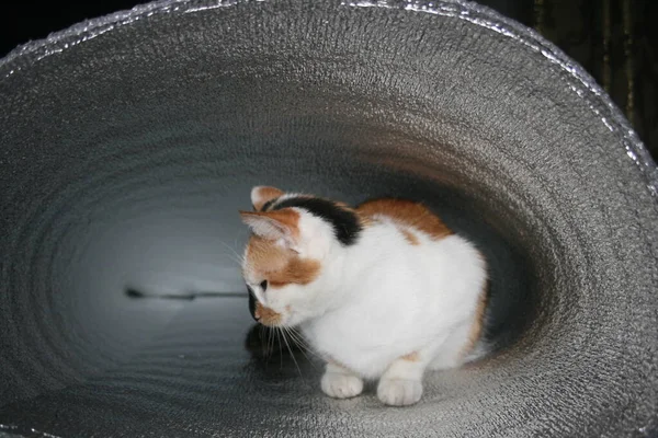 Sudaki kedi yüzeye düşer.