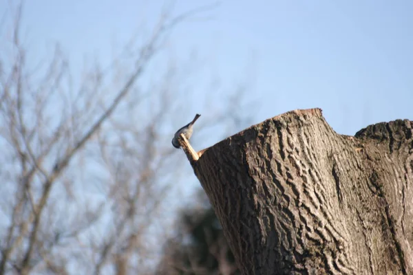 Der Vogel Auf Einem Baum Alt — Stockfoto
