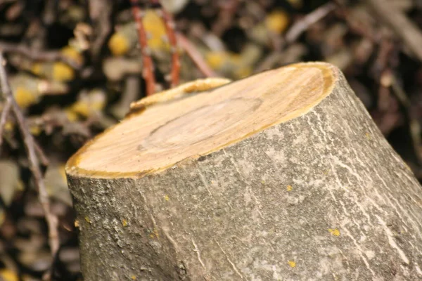 Holzstapel Wald — Stockfoto