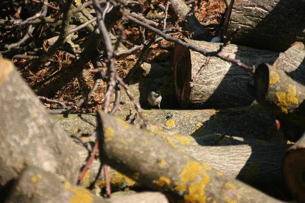 Holzstapel Wald — Stockfoto