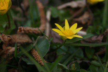 Bahçedeki sarı nergisler
