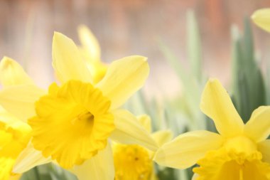 Bahçedeki sarı nergisler