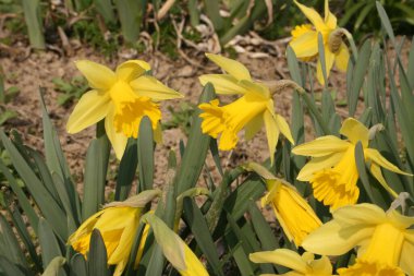 Bahçedeki sarı nergisler