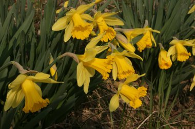 Bahçedeki sarı nergisler