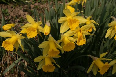 Bahçedeki sarı nergisler