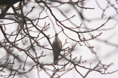 karla kaplı bir ağaç dalı