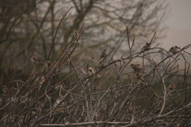 serçe ağacın dalında