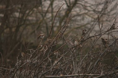 serçe ağacın dalında