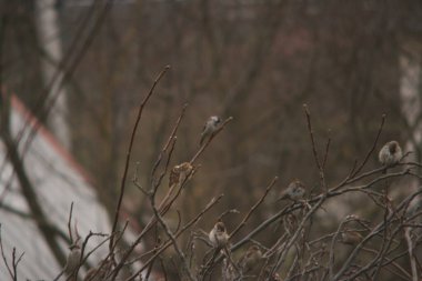 serçe ağacın dalında