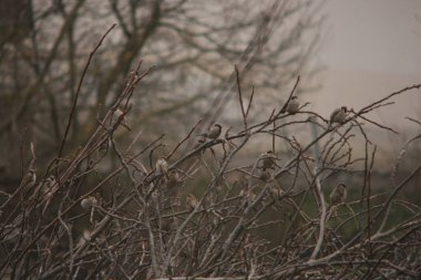 serçe ağacın dalında