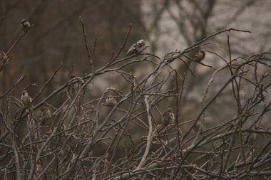 serçe ağacın dalında