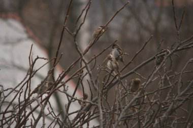 serçe ağacın dalında