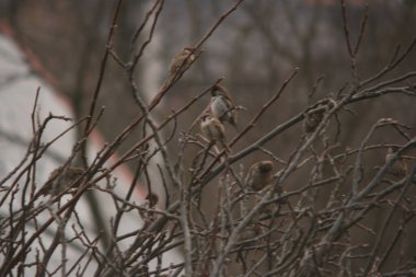serçe ağacın dalında
