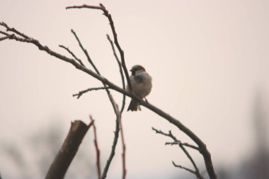 serçe ağacın dalında