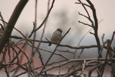 serçe ağacın dalında