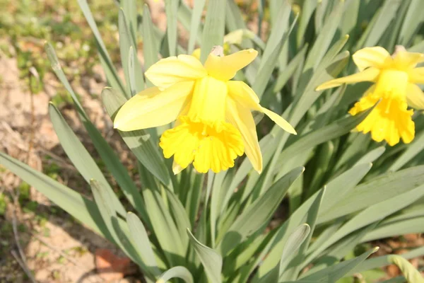 花园里的黄色水仙花 — 图库照片