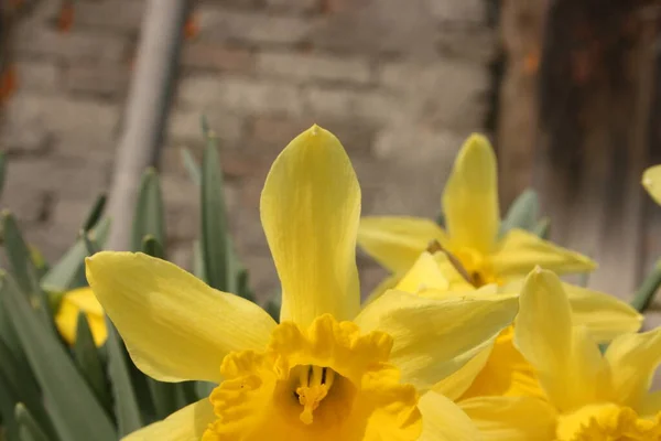 Bahçedeki sarı nergisler