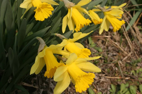 Narcisos Amarillos Jardín — Foto de Stock