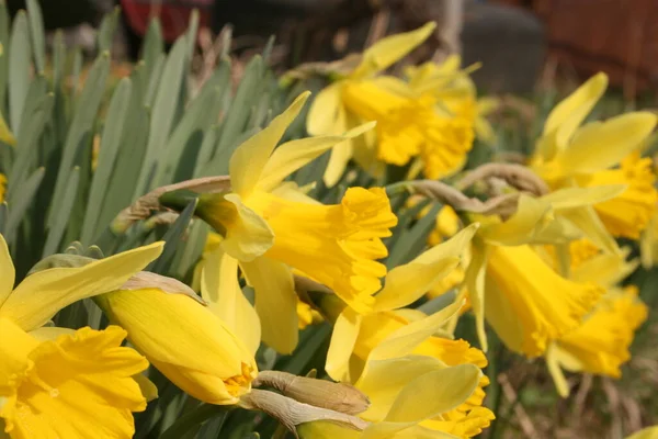 Žluté Narcisy Zahradě — Stock fotografie