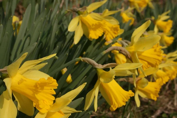 Bahçedeki sarı nergisler