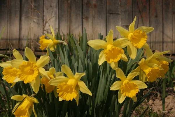 Žluté Narcisy Zahradě — Stock fotografie