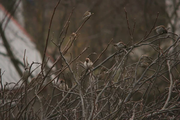 serçe ağacın dalında